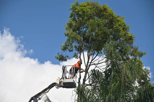 Best Tree and Shrub Care  in Pequot Lakes, MN